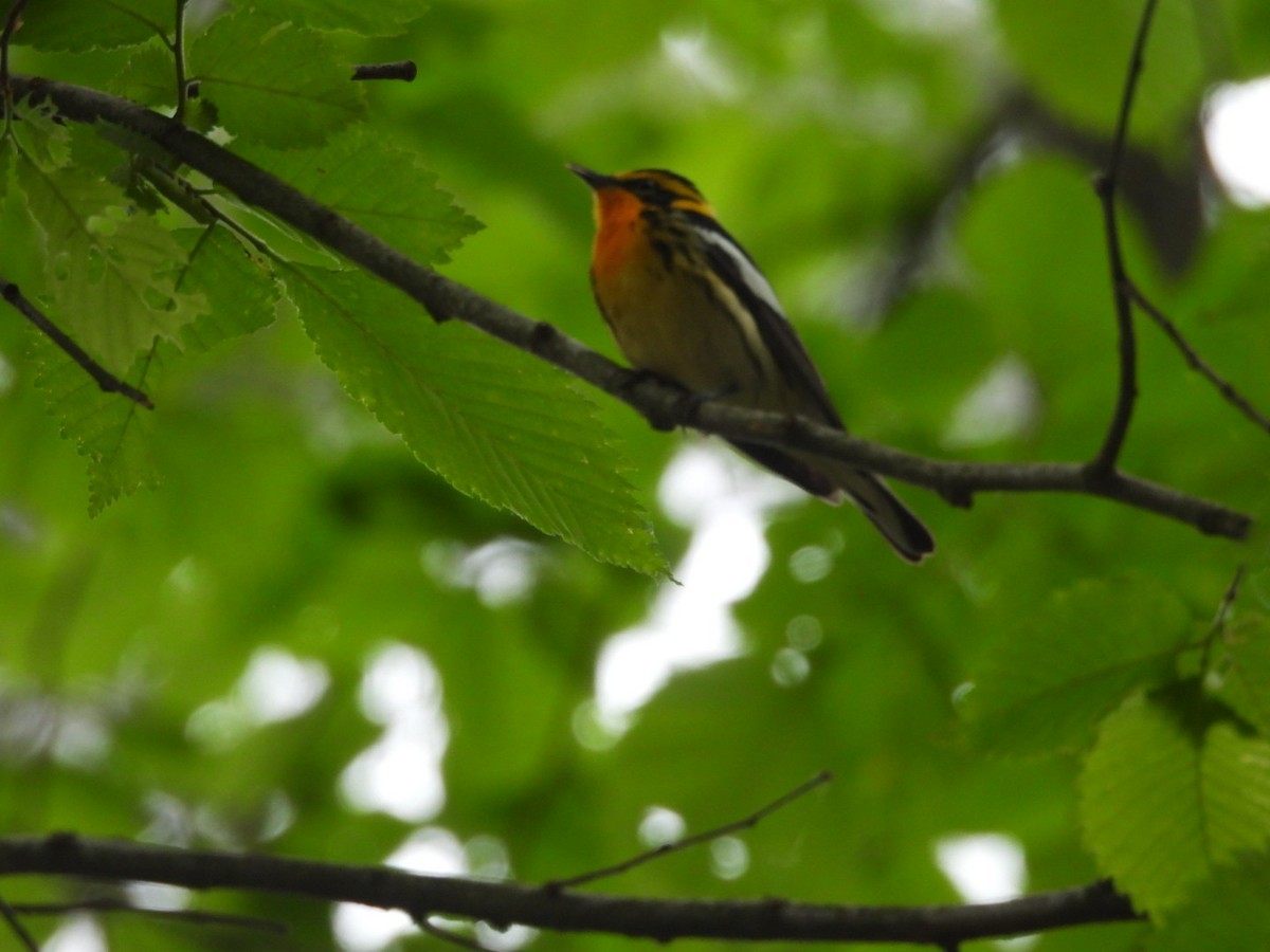 Blackburnian Warbler - ML636731870