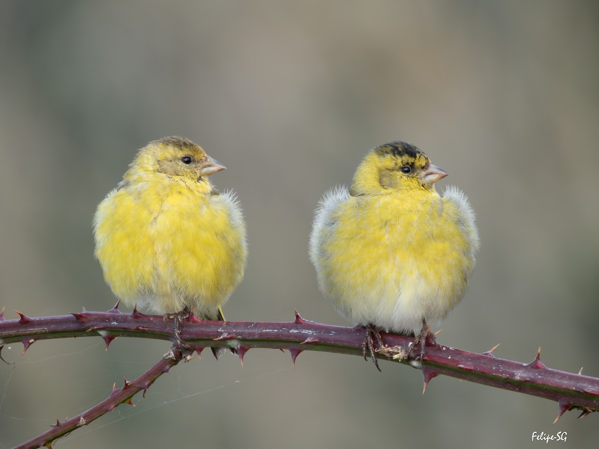 Чиж бородатий - ML636731915