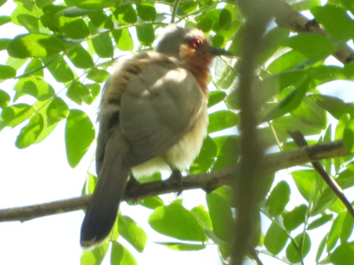 Dwarf Cuckoo - ML636731924