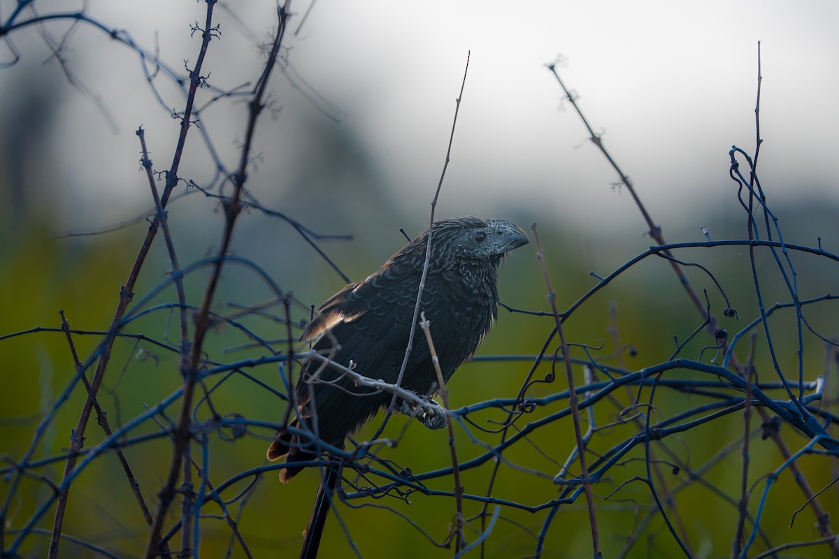 Groove-billed Ani - ML636731947