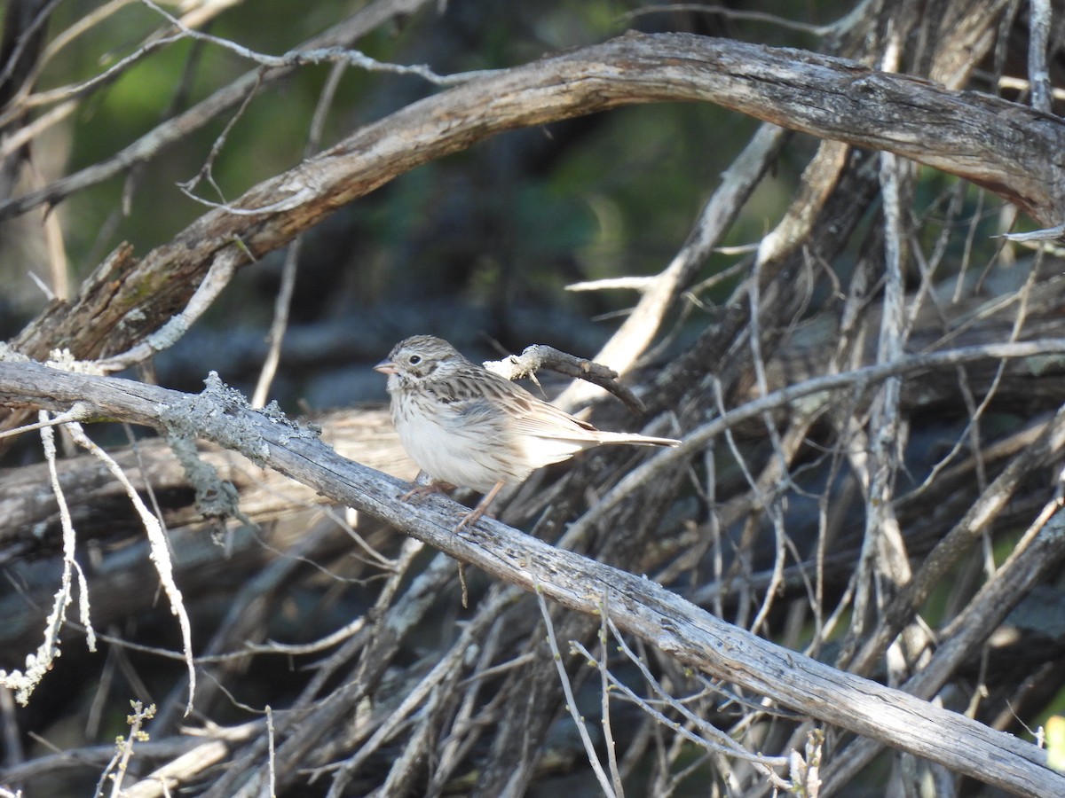 Vesper Sparrow - ML636731948