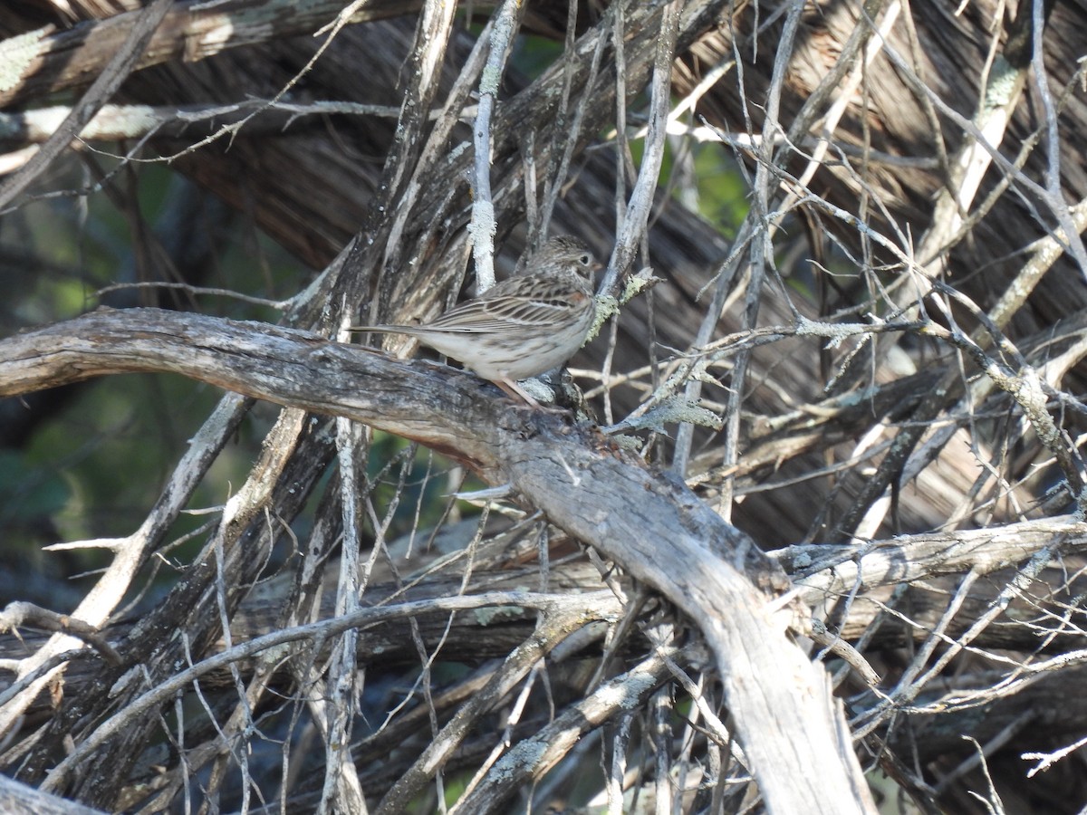 Vesper Sparrow - ML636731949