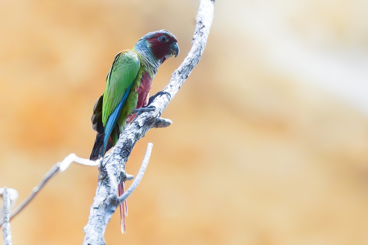 Pfrimer's Parakeet - ML636731958