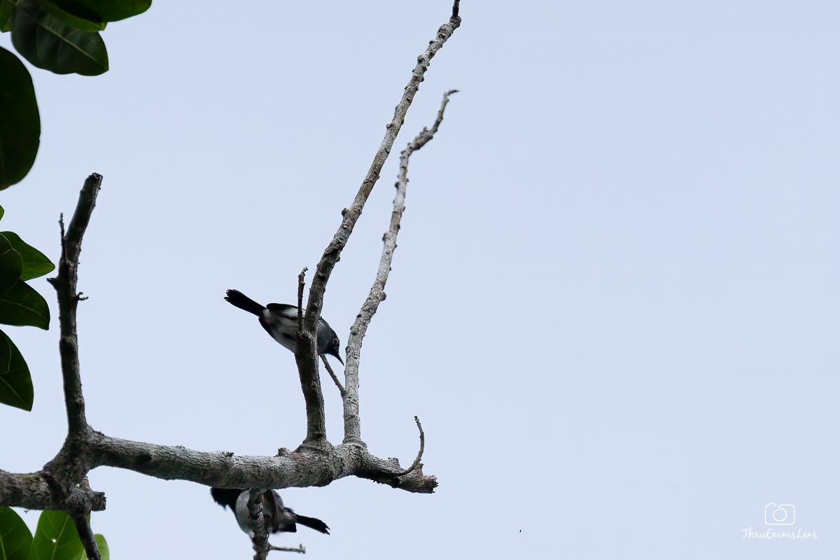 Slate-throated Gnatcatcher - ML636731991