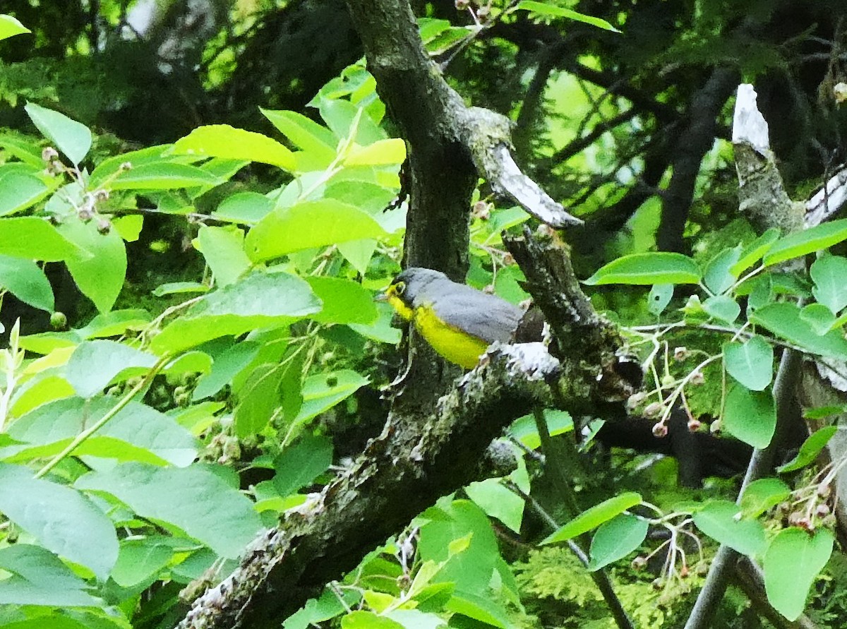 Canada Warbler - ML636731993