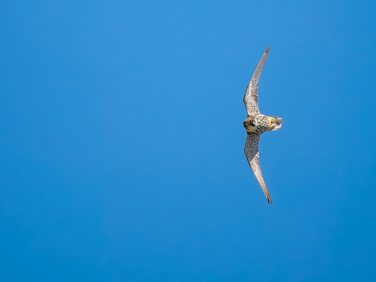 Eurasian Hobby - ML636732035
