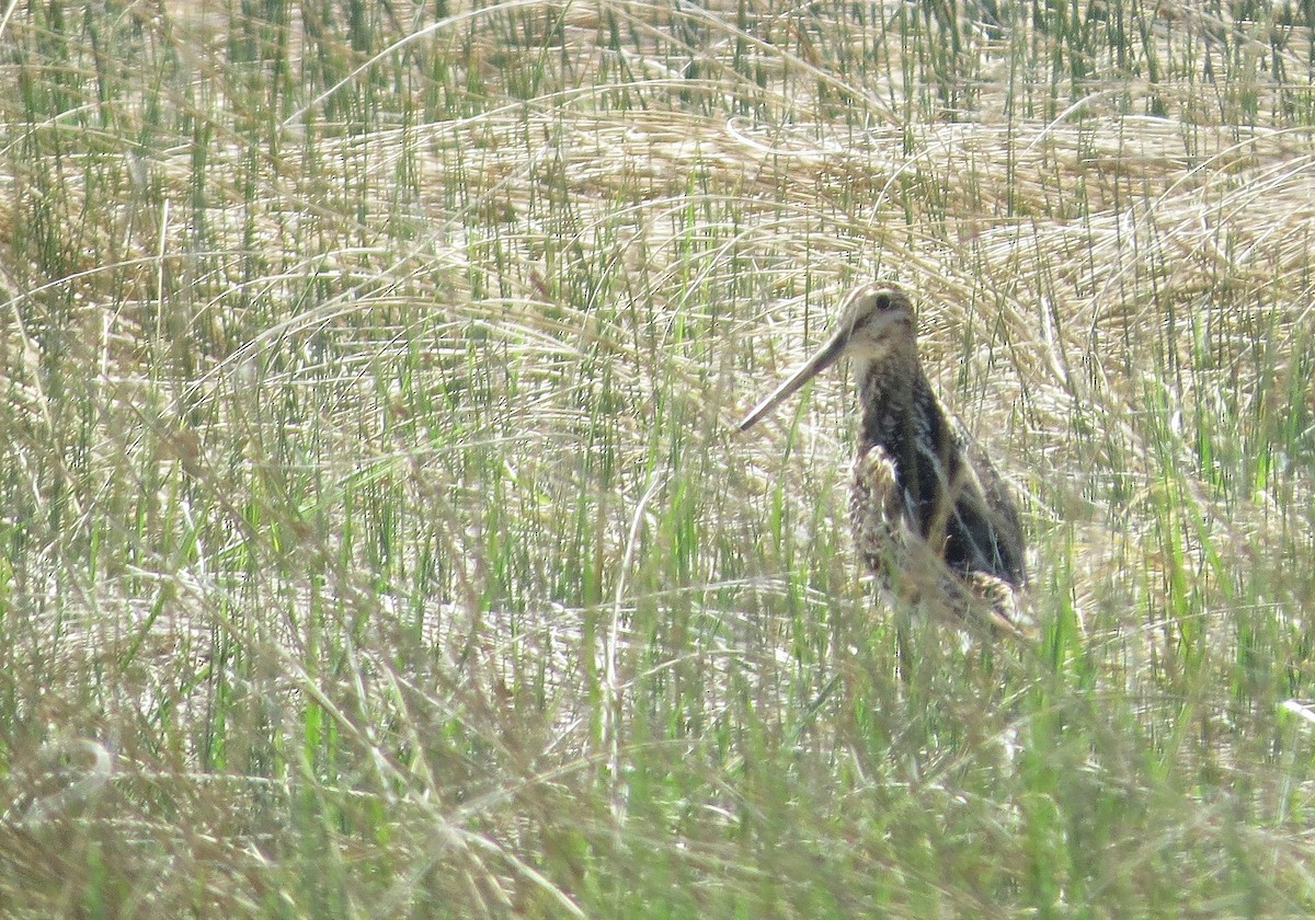 Wilson istingorra - ML636732039