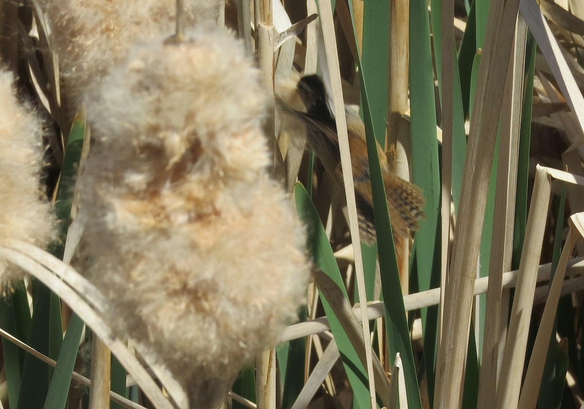 Zingira-txepetxa - ML636732045