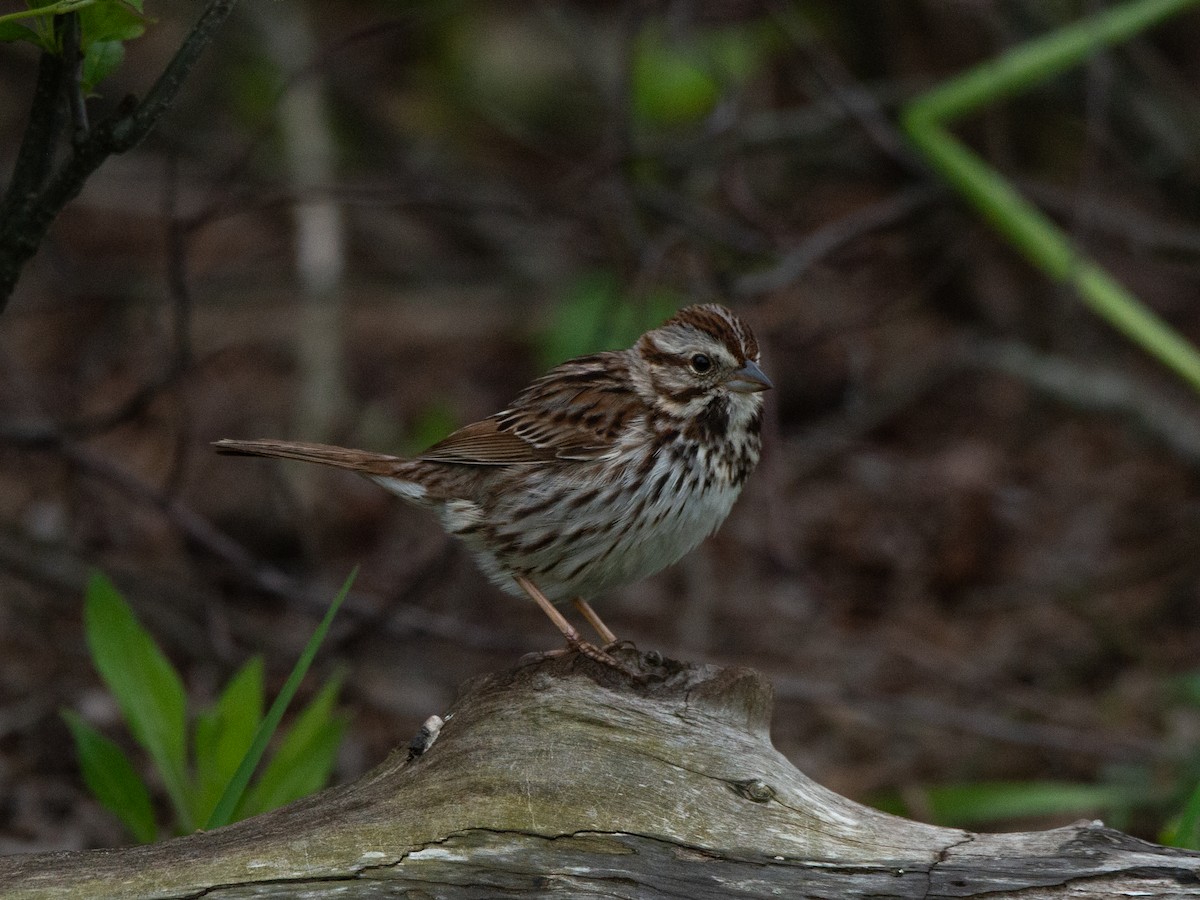 Song Sparrow - ML636732049