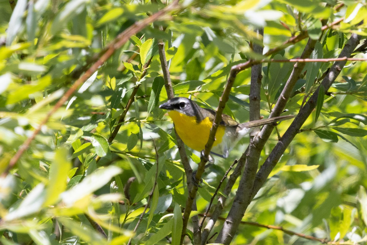Yellow-breasted Chat - ML636732052
