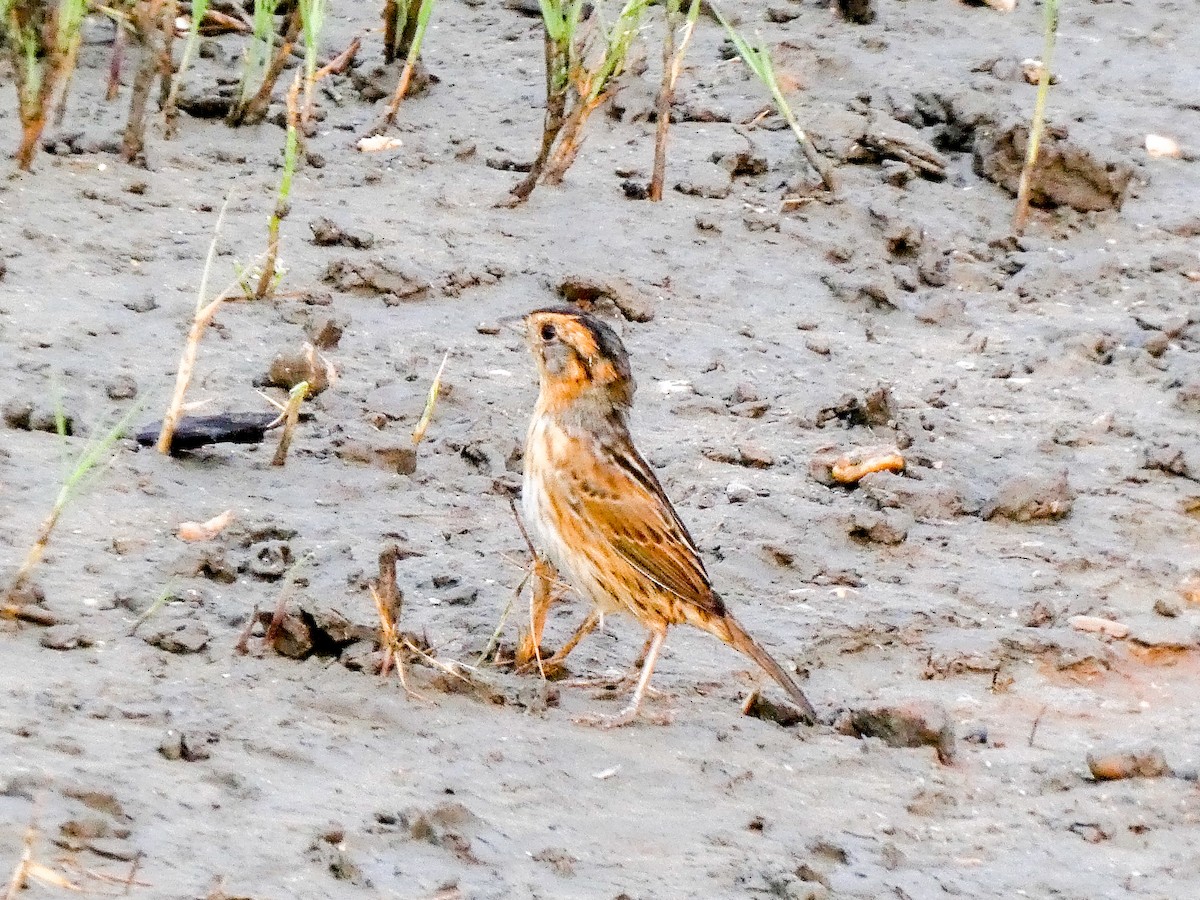Nelson's Sparrow (Interior) - ML636732059