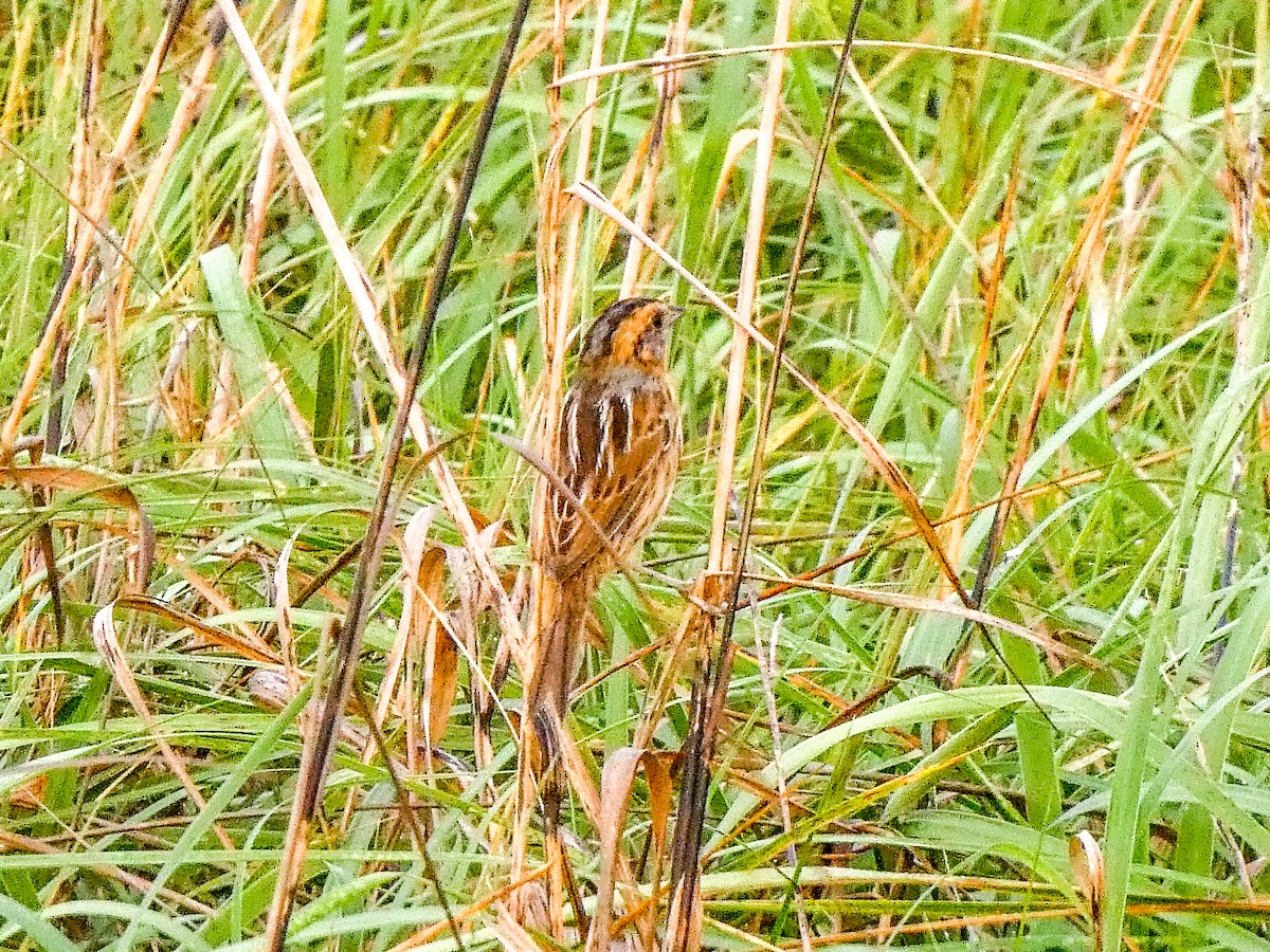 Nelson's Sparrow (Interior) - ML636732060
