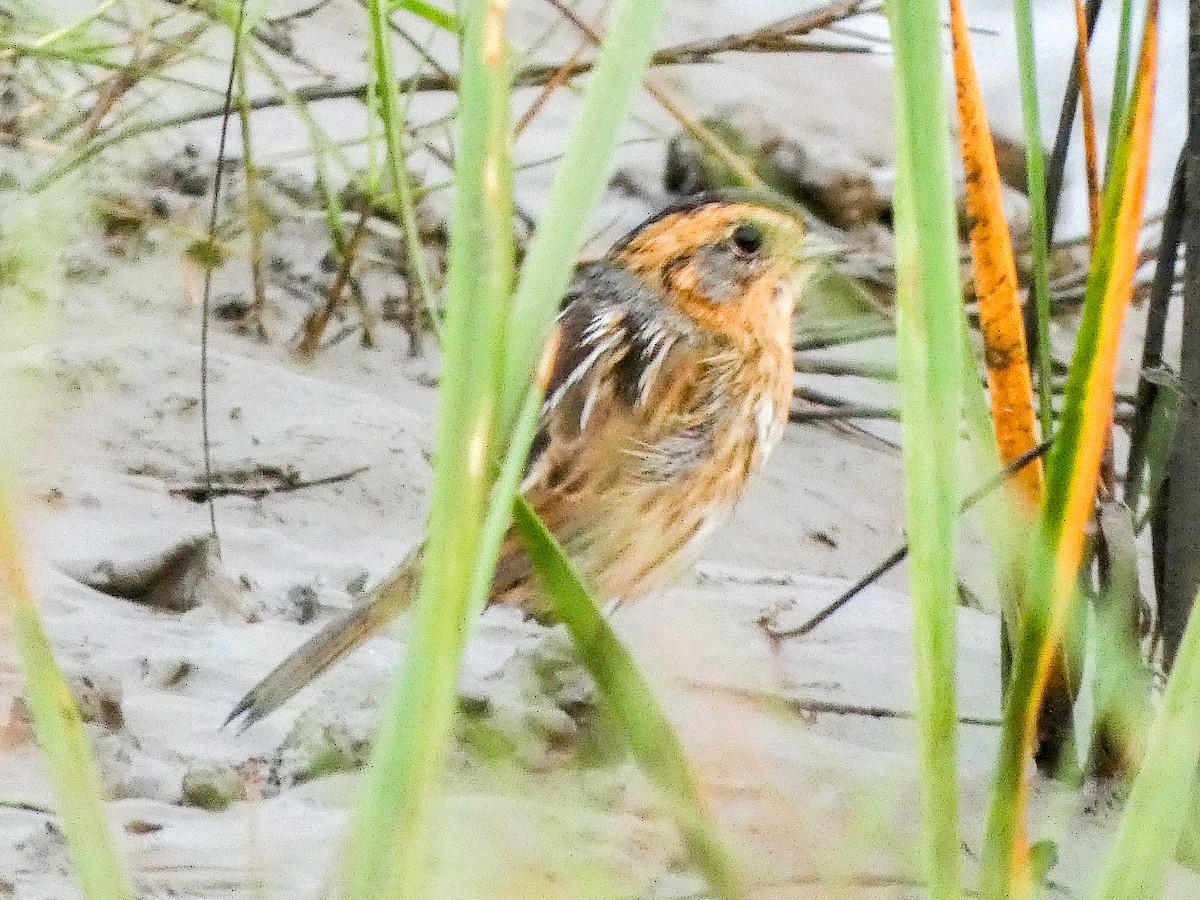 Nelson's Sparrow (Interior) - ML636732061
