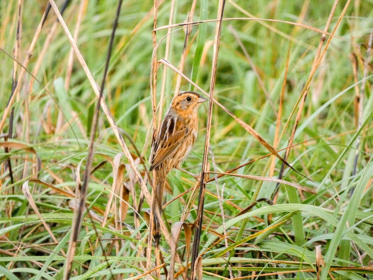 Nelson's Sparrow (Interior) - ML636732062
