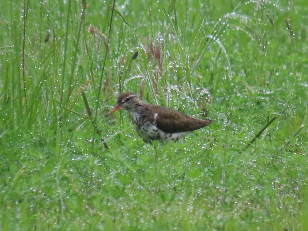Spotted Sandpiper - ML636732073