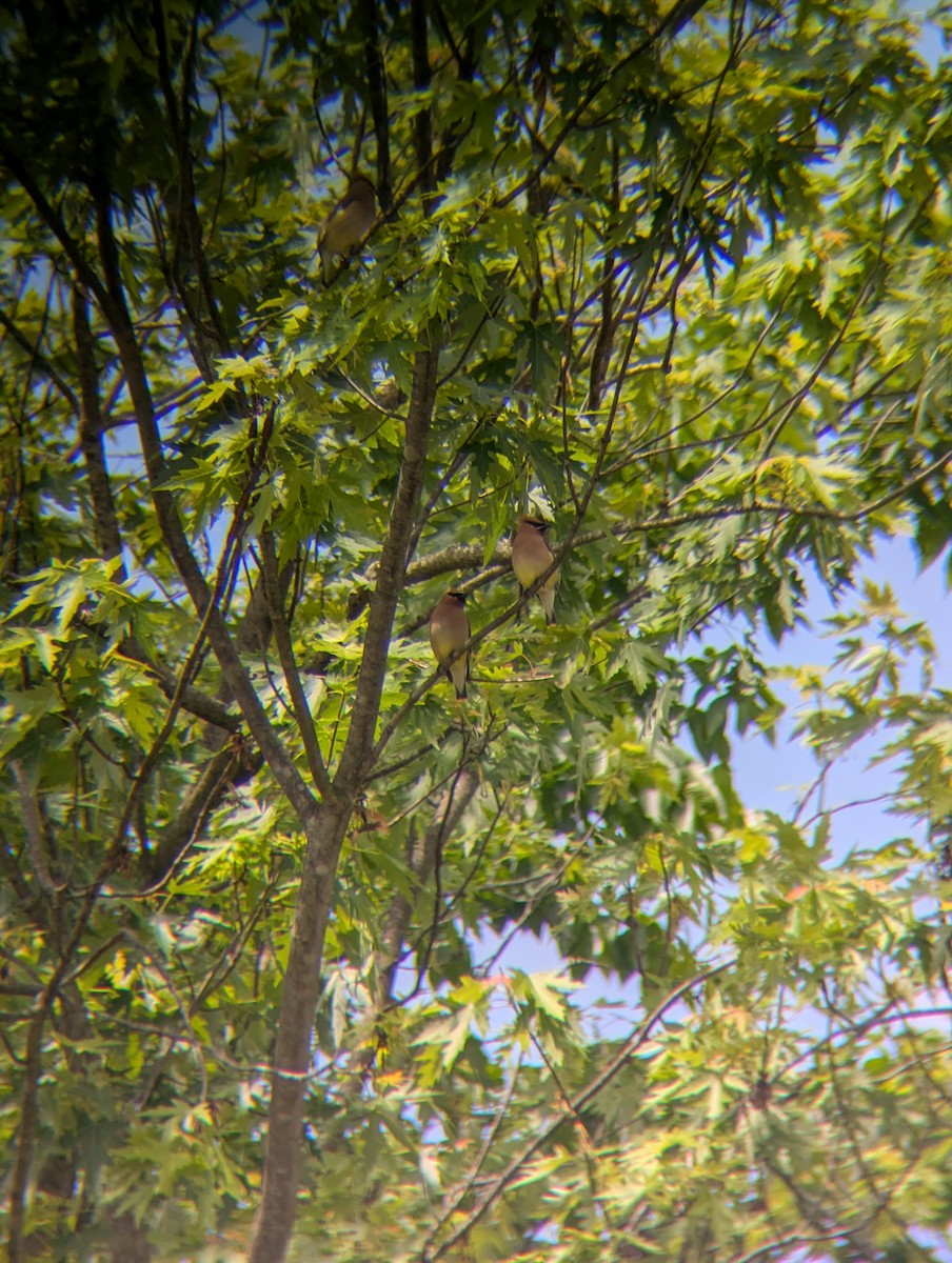 Cedar Waxwing - ML636732106