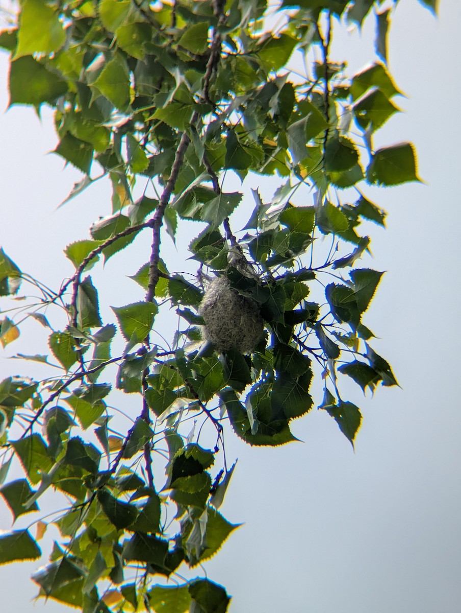 Baltimore Oriole - ML636732116