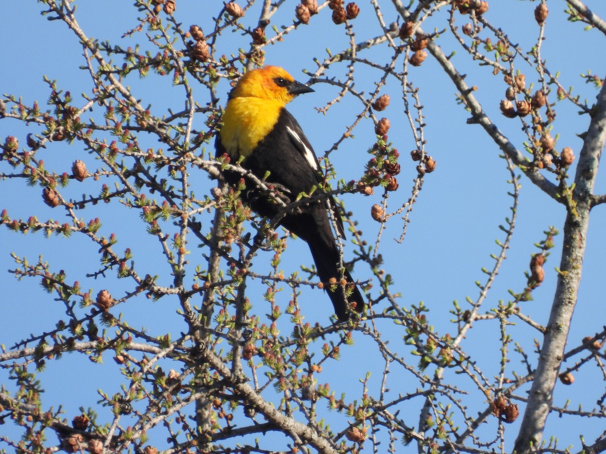 Yellow-headed Blackbird - ML636732144