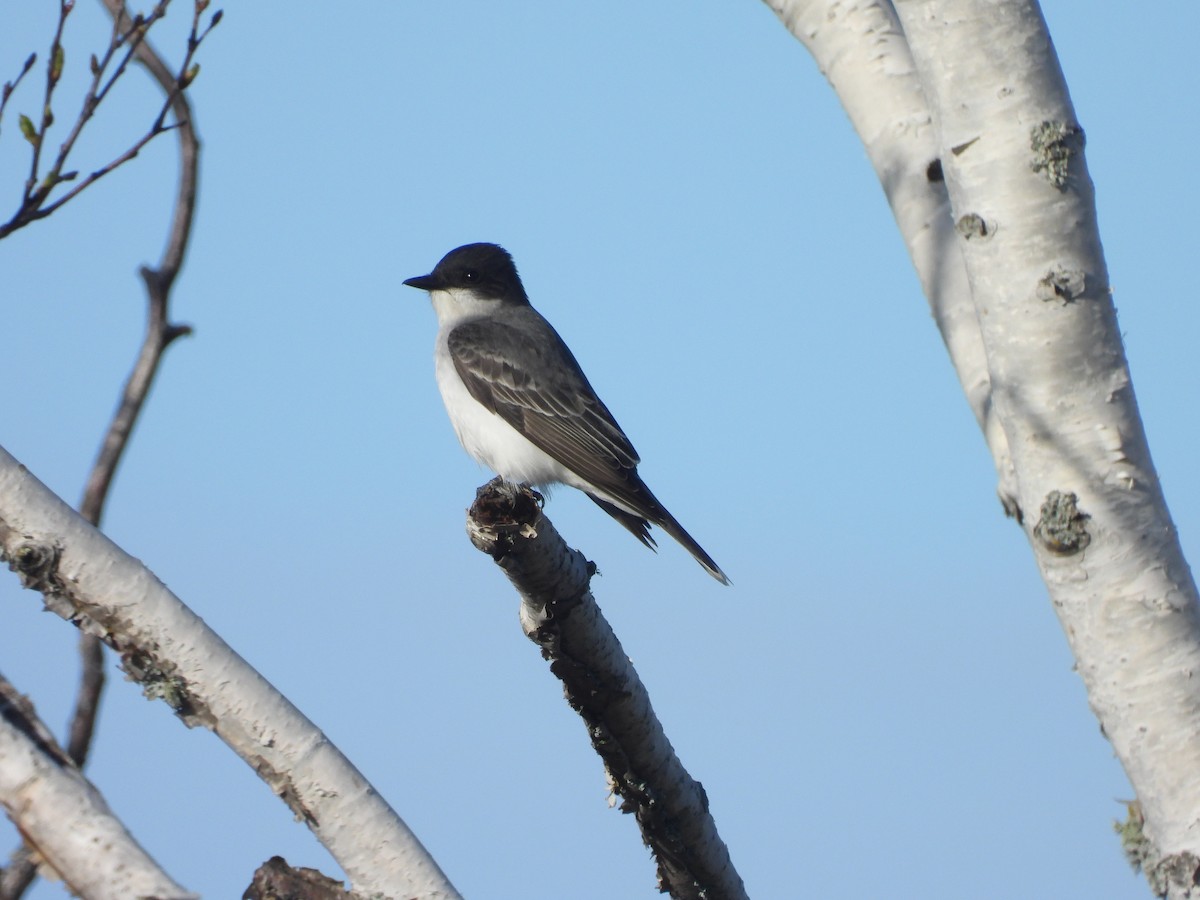 Eastern Kingbird - ML636732167