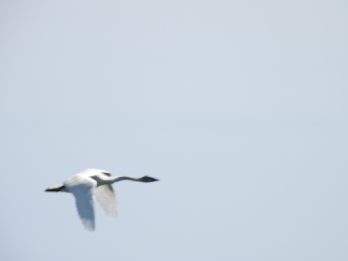 Trumpeter/Tundra Swan - ML636732198