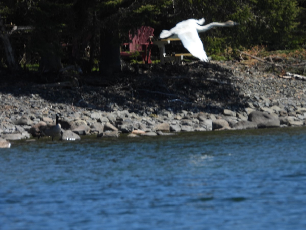 Trumpeter/Tundra Swan - ML636732199