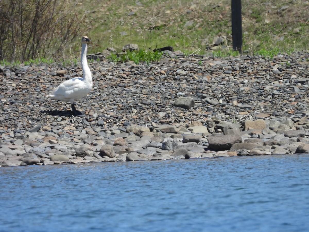 Trumpeter/Tundra Swan - ML636732200