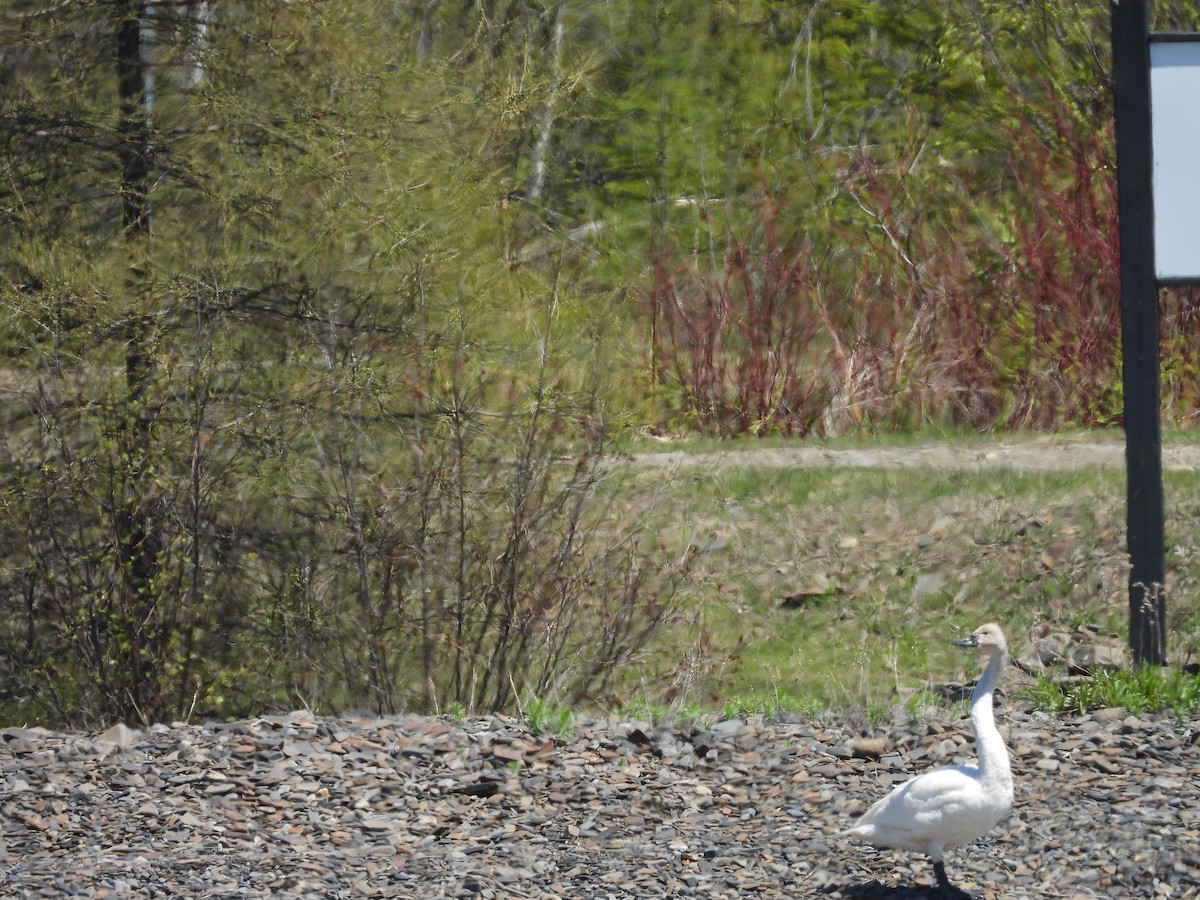 Trumpeter/Tundra Swan - ML636732201