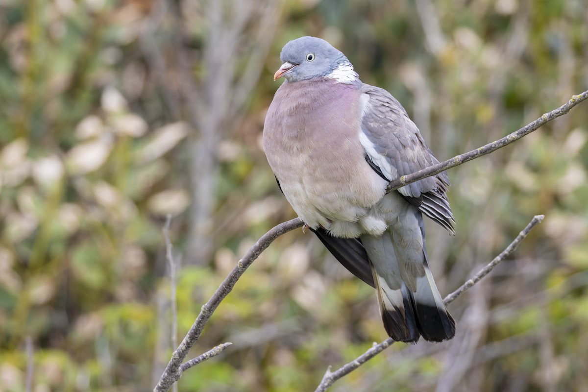 Common Wood-Pigeon (White-necked) - ML636732257