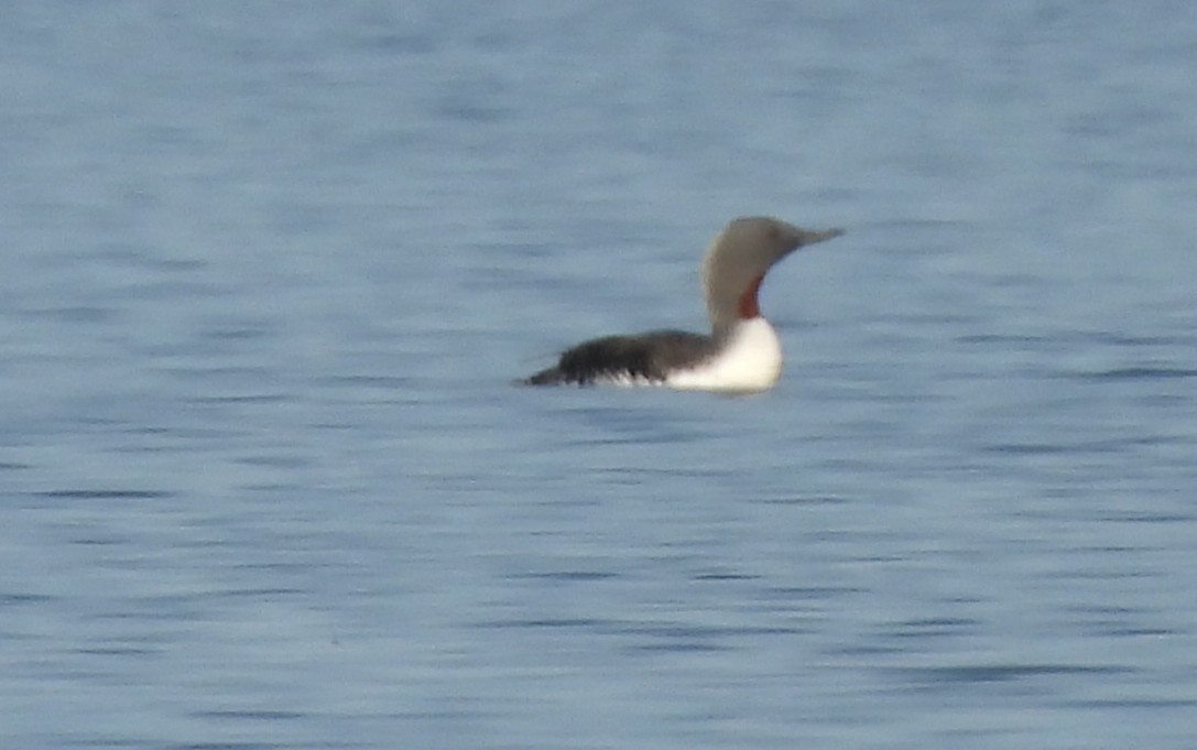 Red-throated Loon - ML636732275