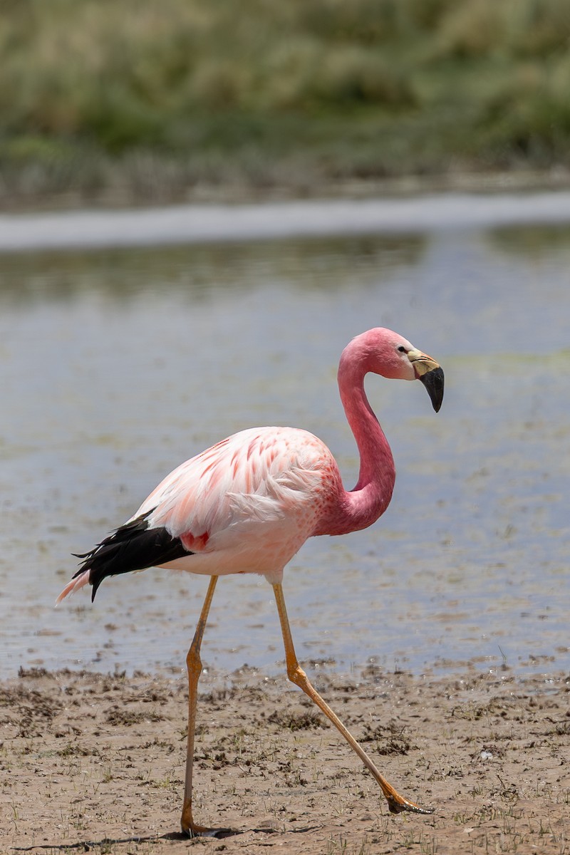 Andean Flamingo - ML636732294