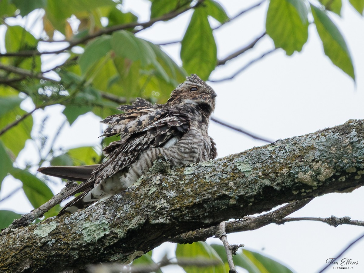 Common Nighthawk - ML636732515