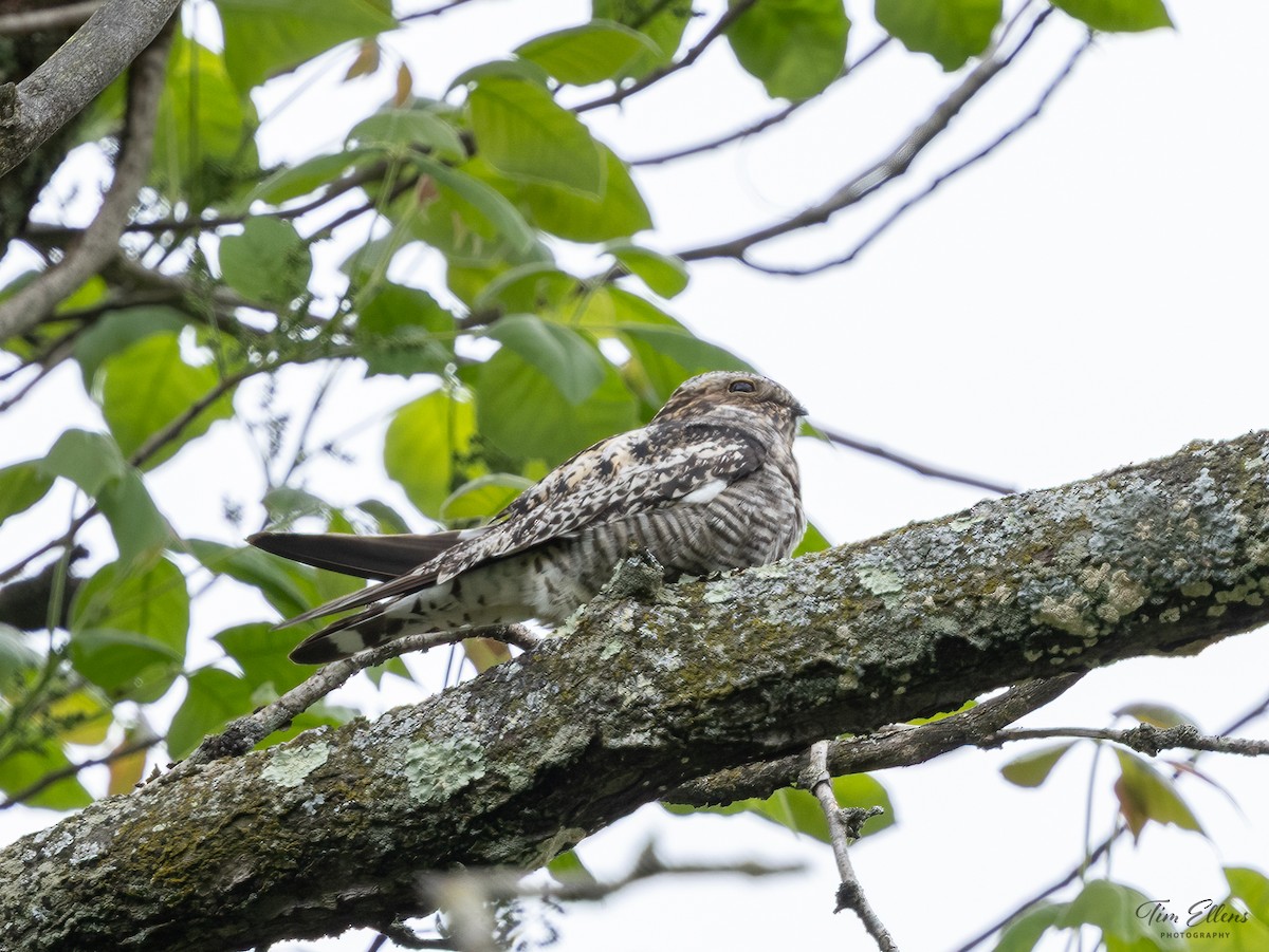 Common Nighthawk - ML636732516