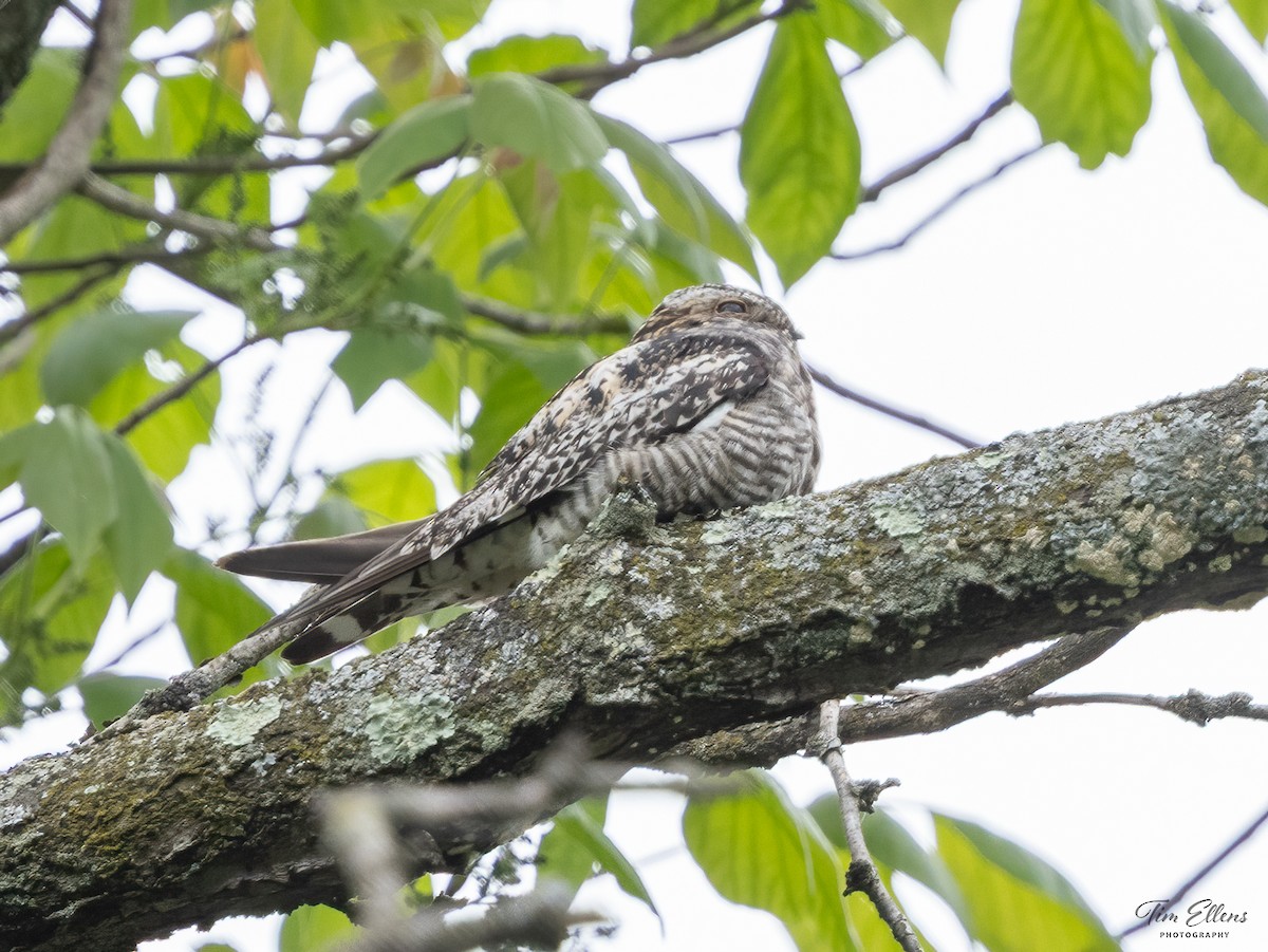 Common Nighthawk - ML636732517