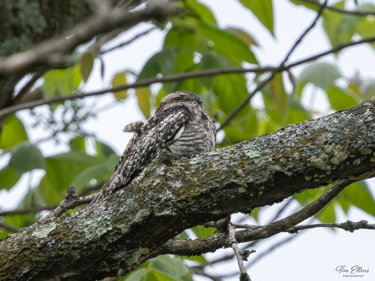 Common Nighthawk - ML636732518