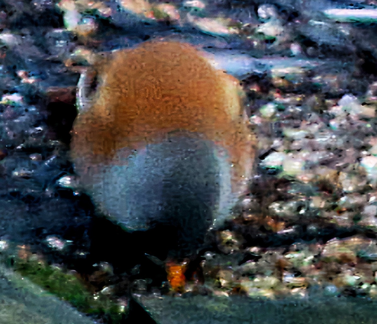 Bearded Reedling - ML636732544