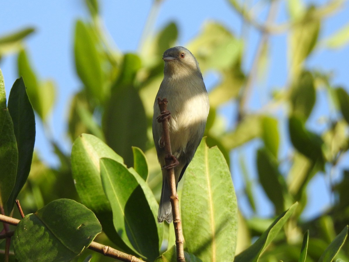 Bicolored Conebill - ML636732569
