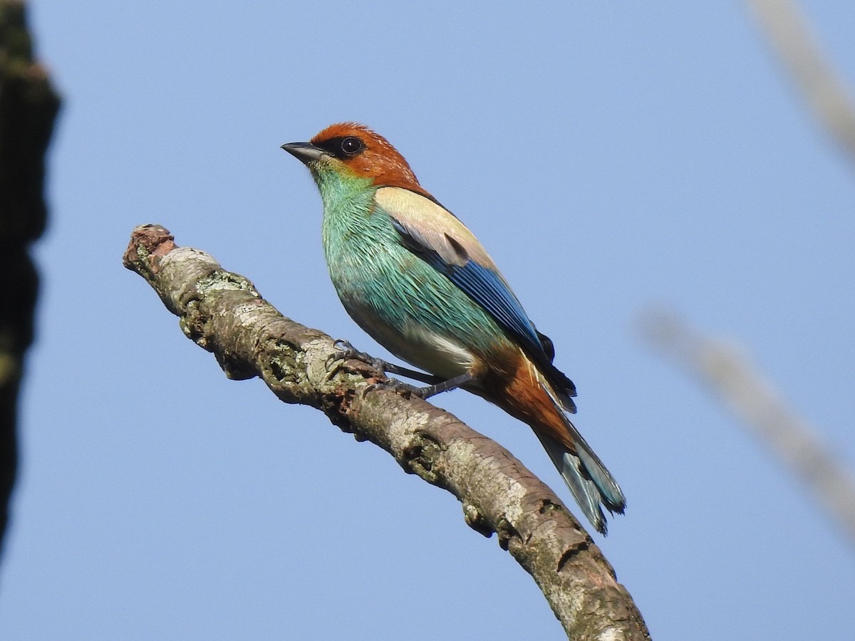 Black-backed Tanager - ML636732576