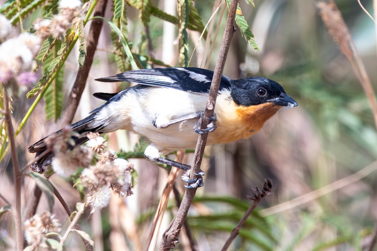 White-rumped Tanager - ML636732639