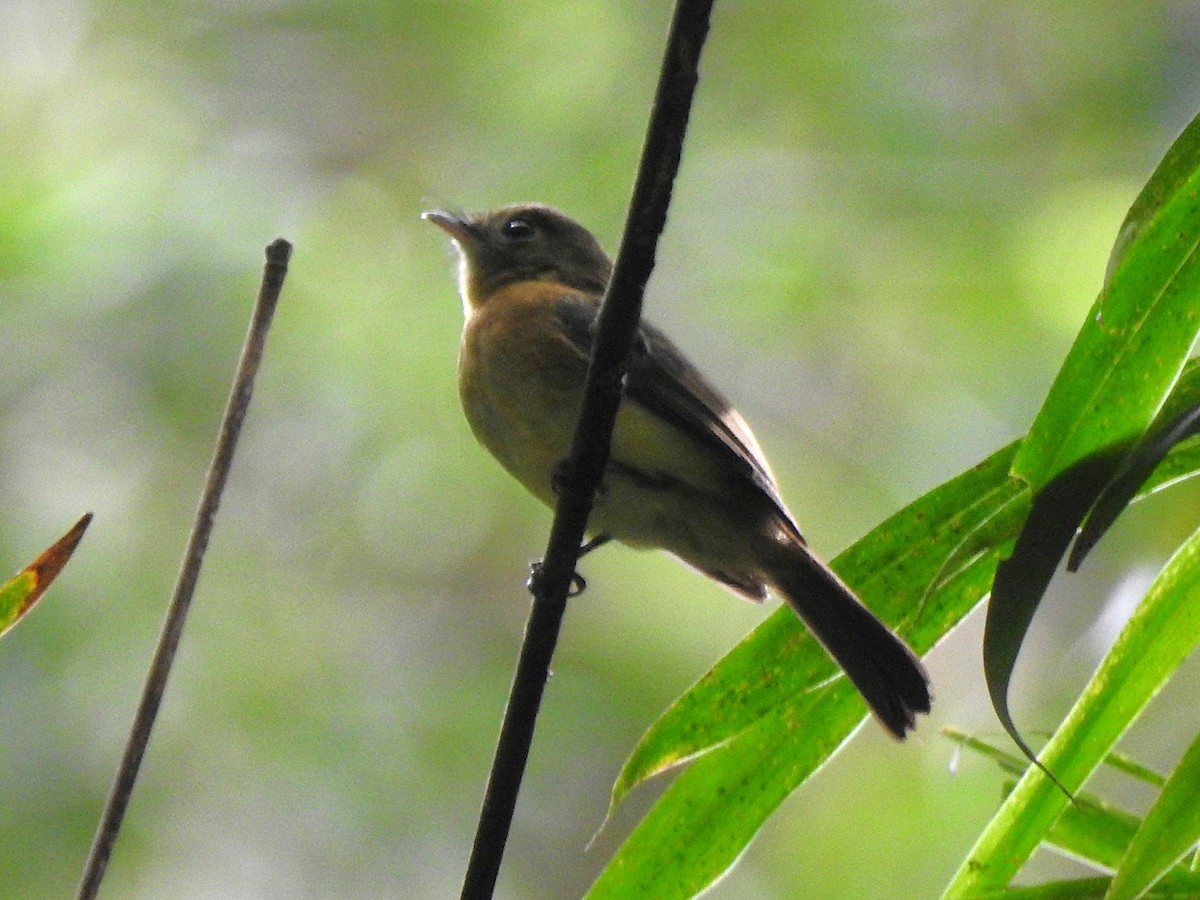 Whiskered Flycatcher - ML636732706