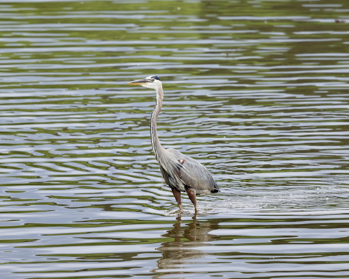 Great Blue Heron - ML636732754