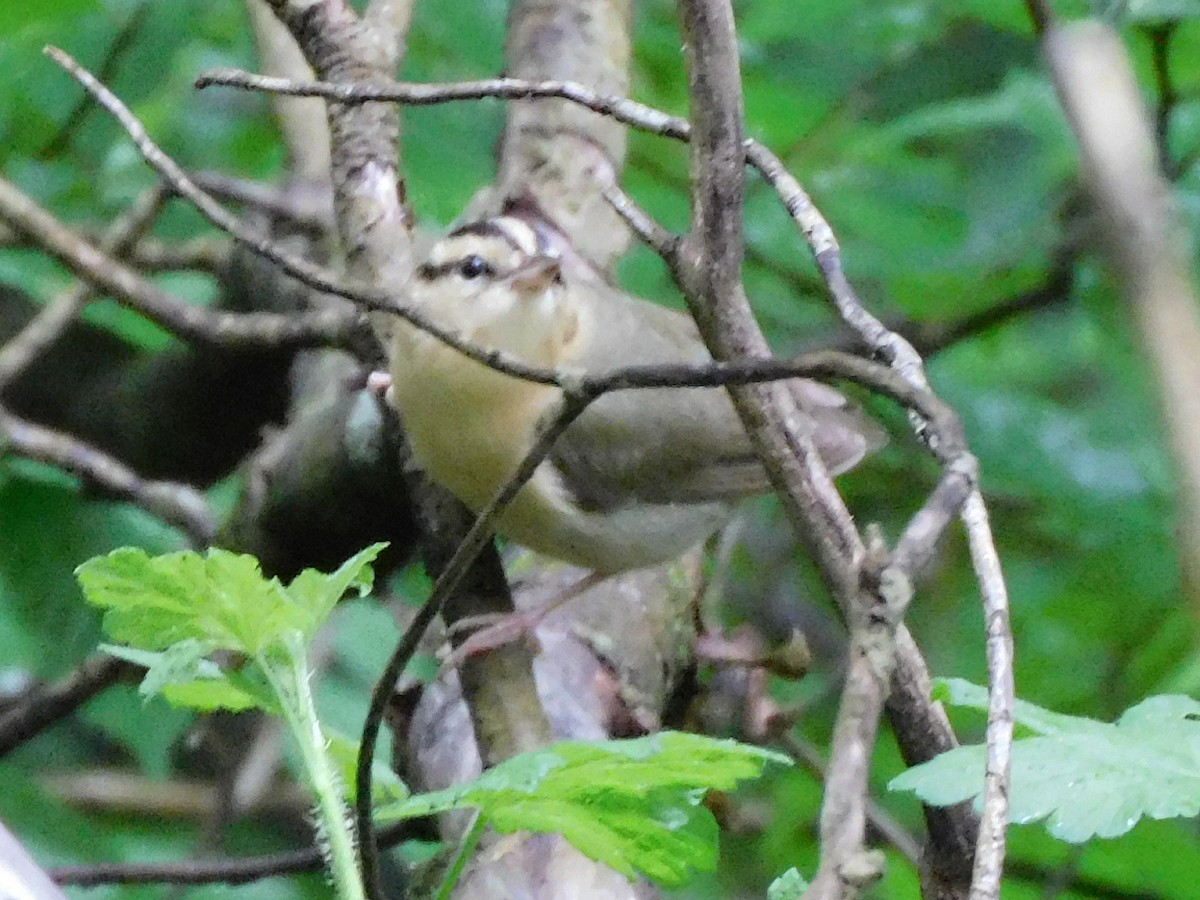 Haldenwaldsänger - ML636732804