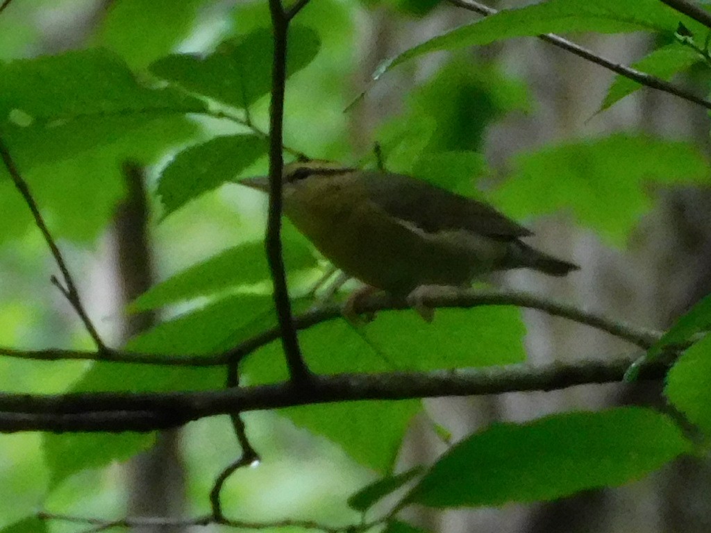 Haldenwaldsänger - ML636732813