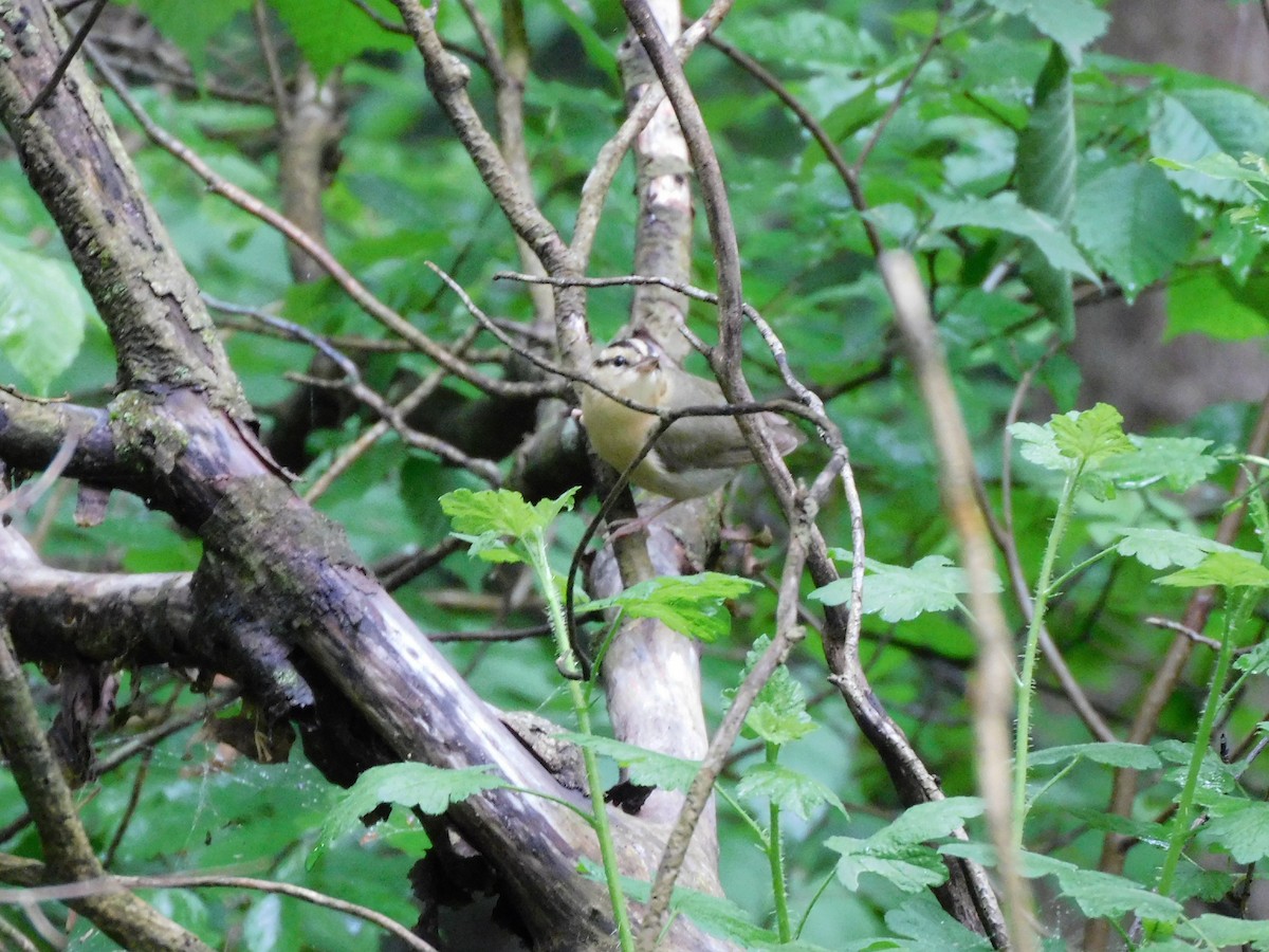 Haldenwaldsänger - ML636732824