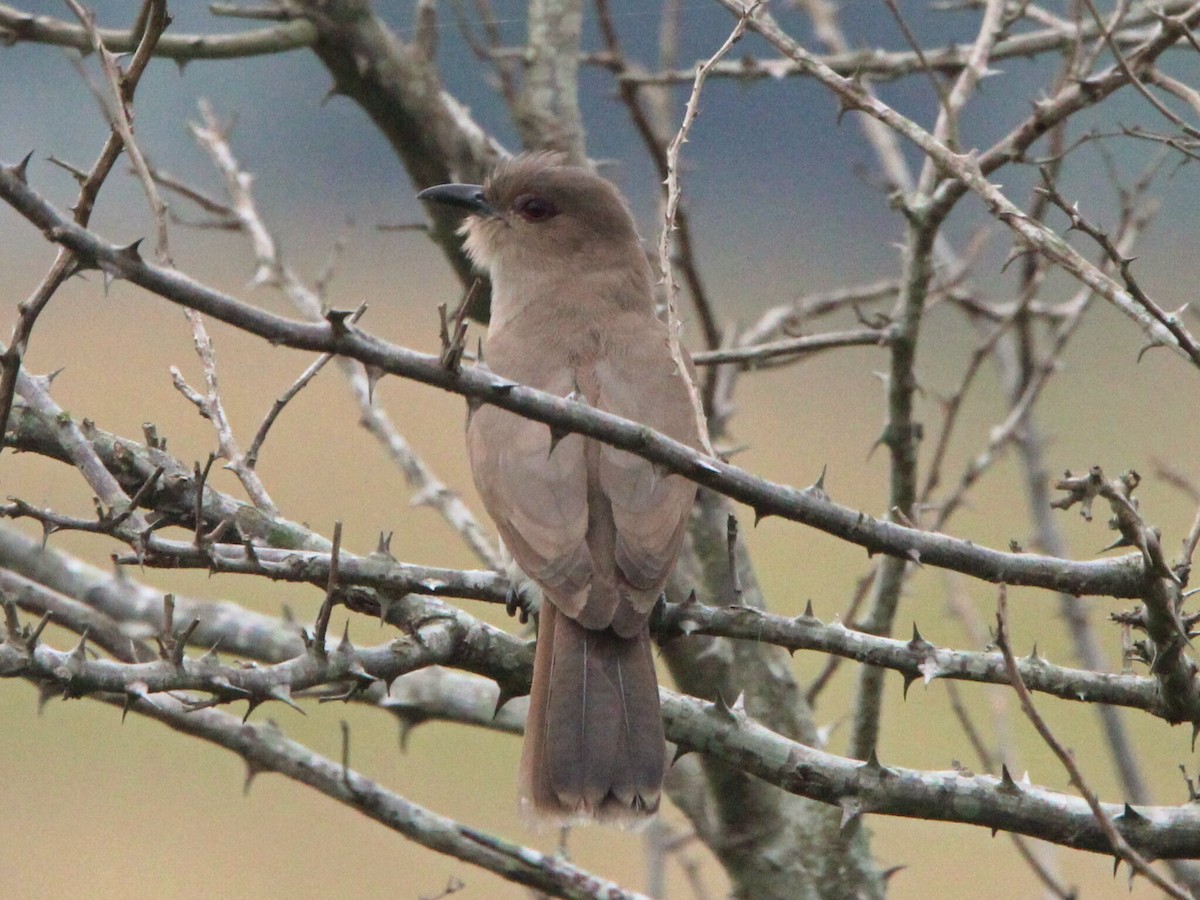Ash-colored Cuckoo - ML636732846