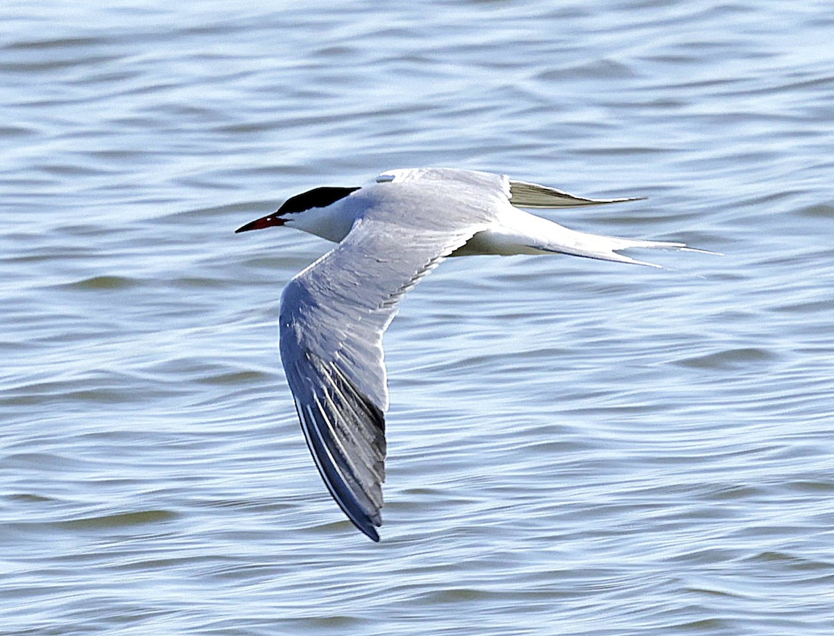 Common Tern - ML636732857