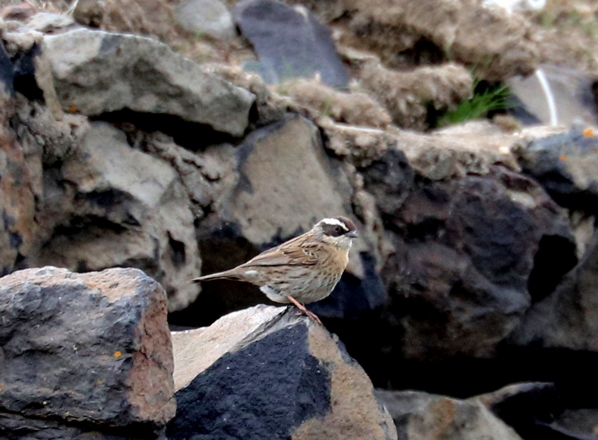 Radde's Accentor (Radde's) - ML636732953