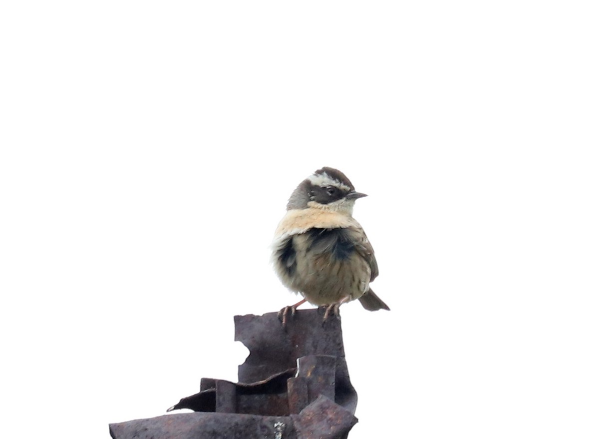 Radde's Accentor (Radde's) - ML636732972