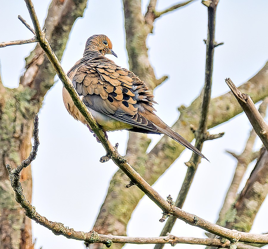 Mourning Dove - ML636733027