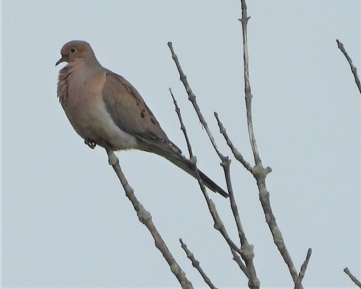 Mourning Dove - ML636733028