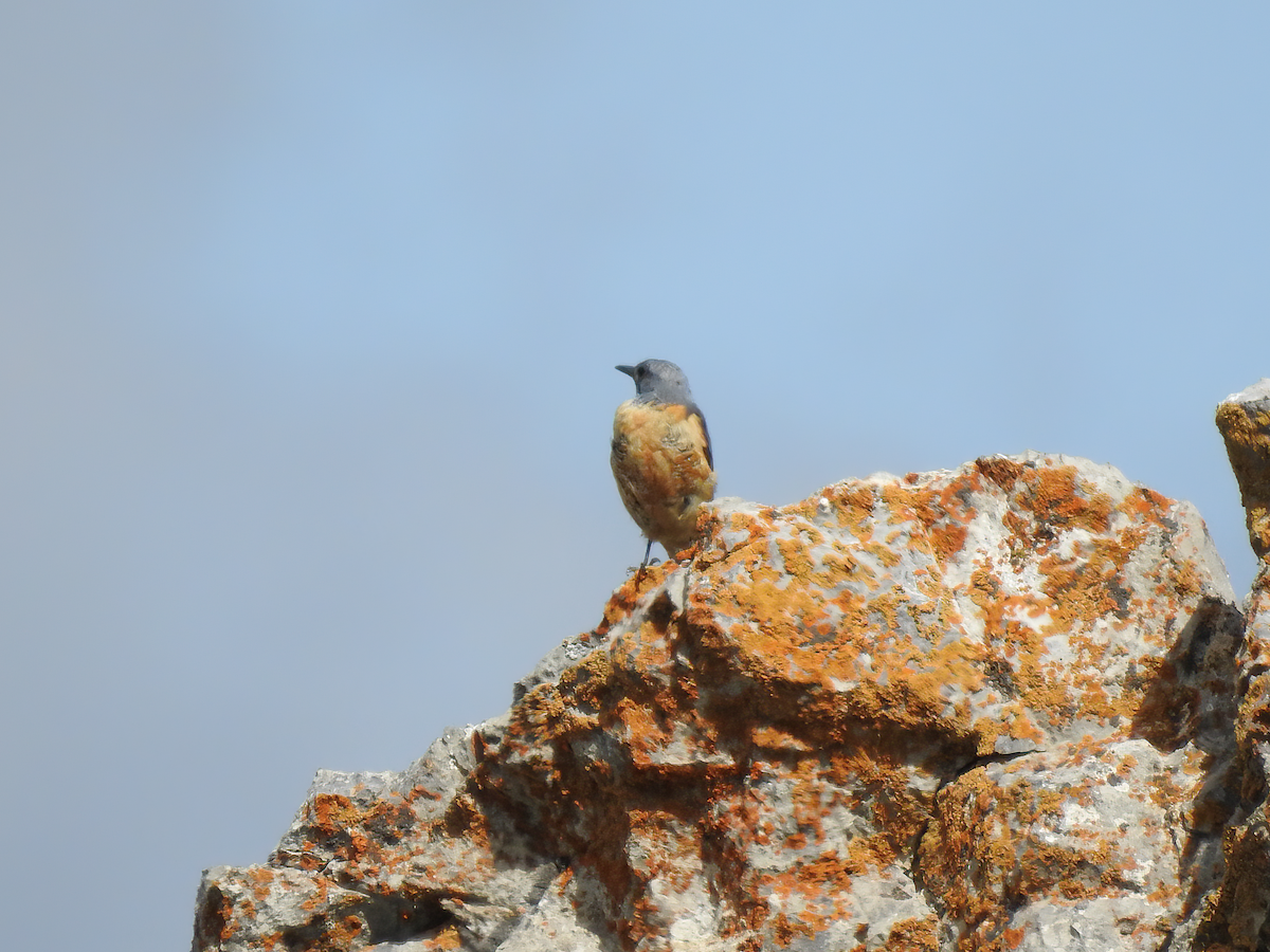 Rufous-tailed Rock-Thrush - ML636733044